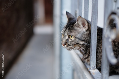 a cat staring out through metal fence