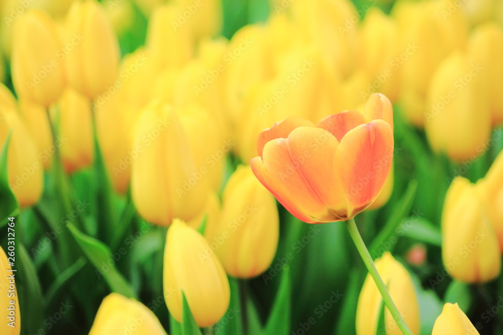 Close up yellow and orange tulip in the field.Selective focus,for the background.