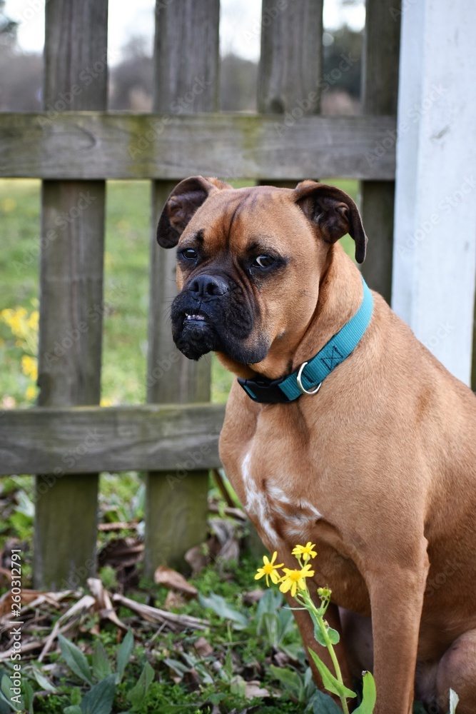 brown dog spring portrait in front of a wooden fence and wild flowers