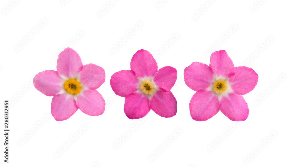 forget-me-not flower isolated forget-me-not flower isolated