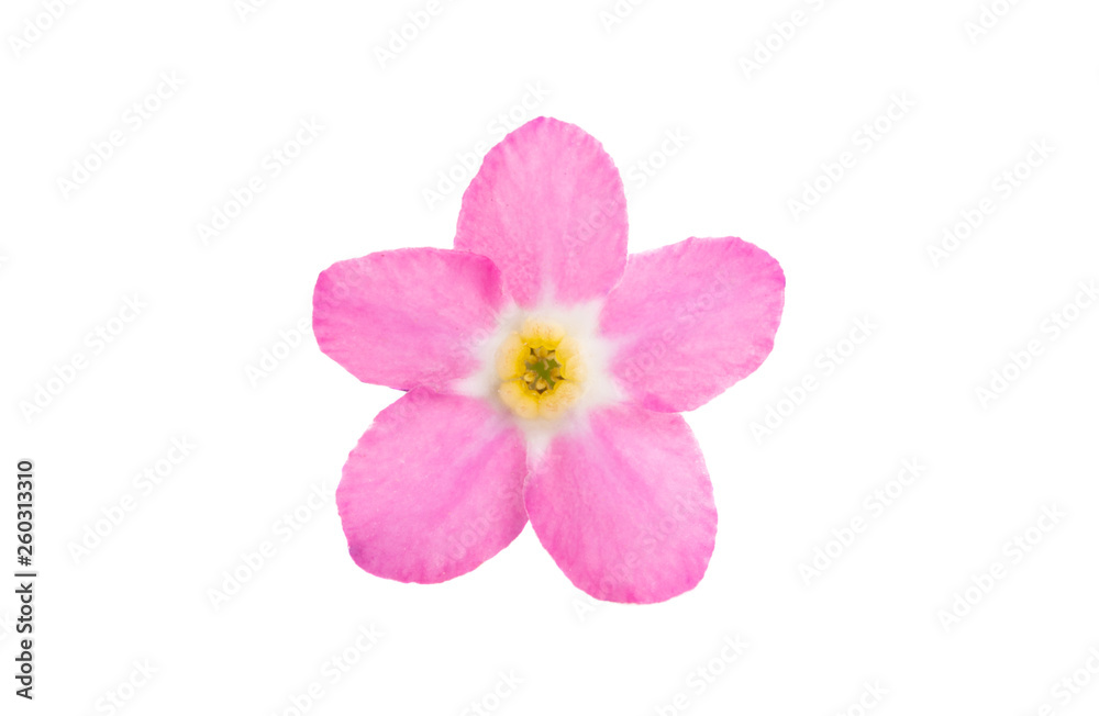 forget-me-not flower isolated