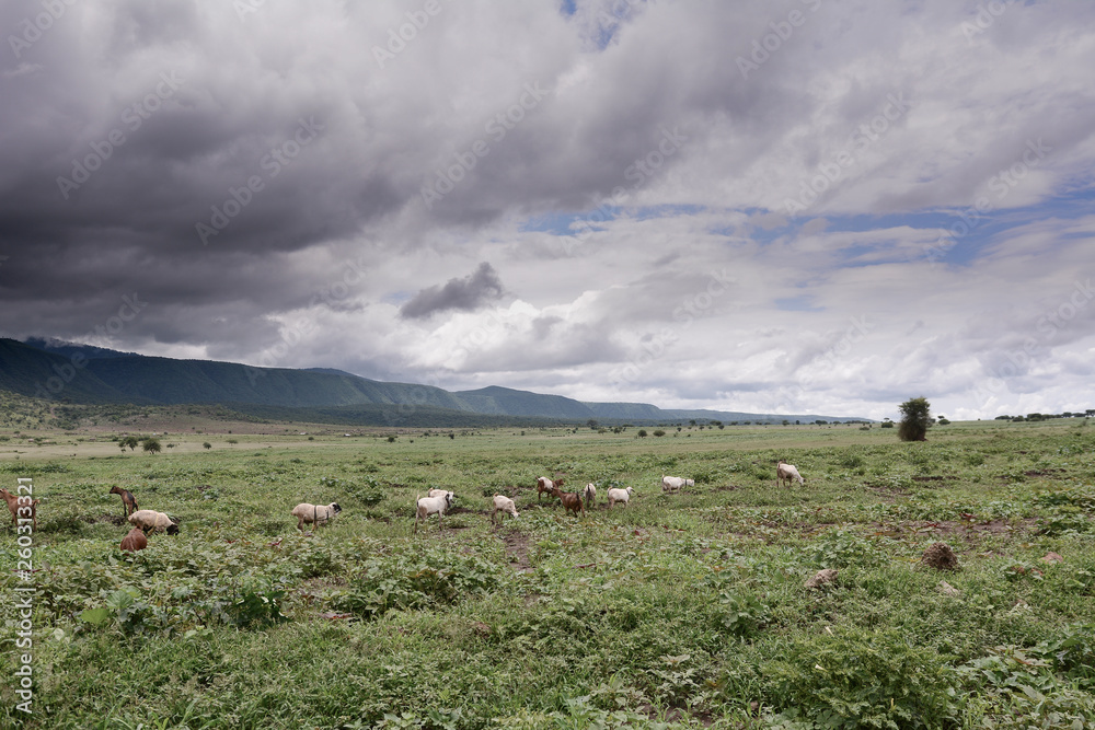 Landscape in Ngorongoro national park
