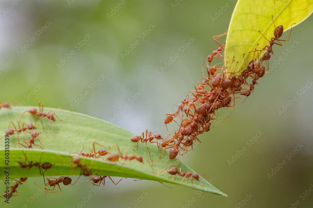 Ant action standing.Ant bridge unity team,Concept team work together Ant action standing.Ant bridge unity team,Concept team work together