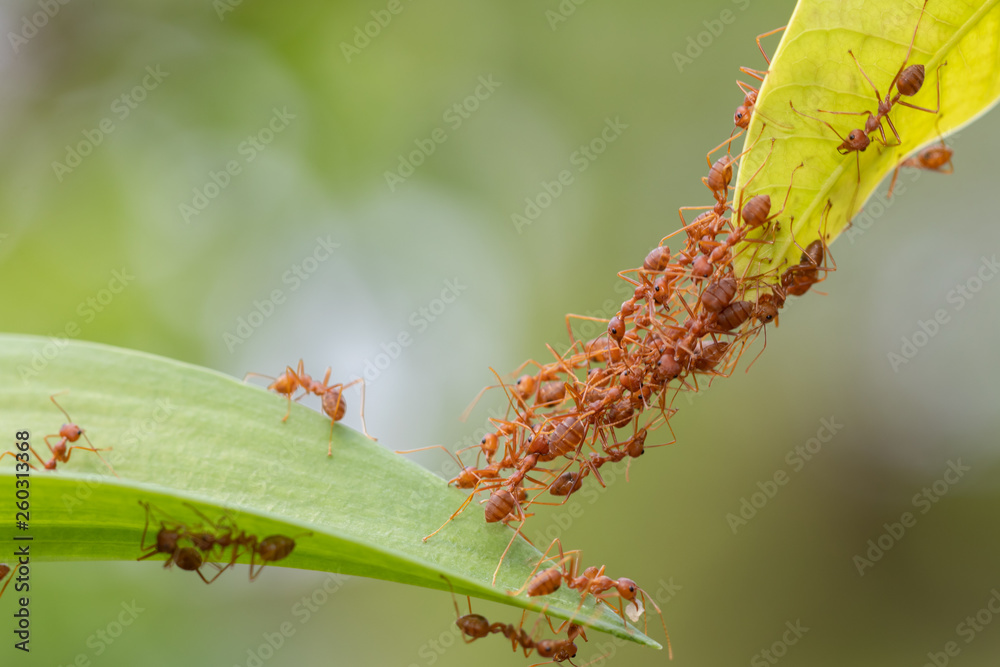 Ant action standing.Ant bridge unity team,Concept team work together Ant action standing.Ant bridge unity team,Concept team work together