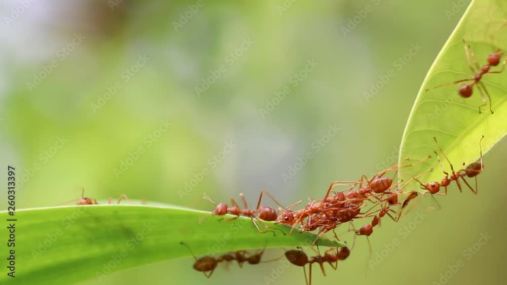 Ant action standing.Ant bridge unity team,Concept team work together Ant action standing.Ant bridge unity team,Concept team work together
