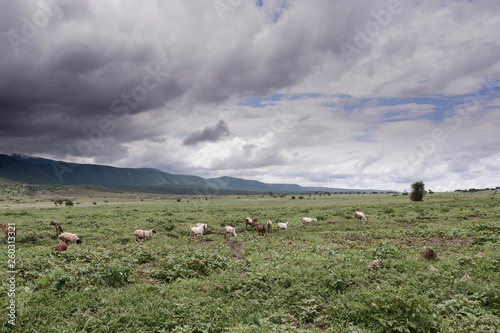 Landscape in Ngorongoro national park © JoseAntonio
