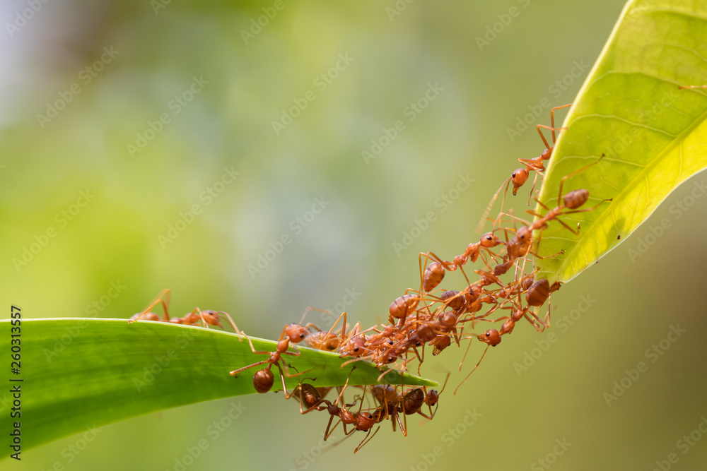 Ant action standing.Ant bridge unity team,Concept team work together Ant action standing.Ant bridge unity team,Concept team work together