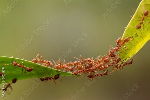 Ant action standing.Ant bridge unity team,Concept team work together © frank29052515