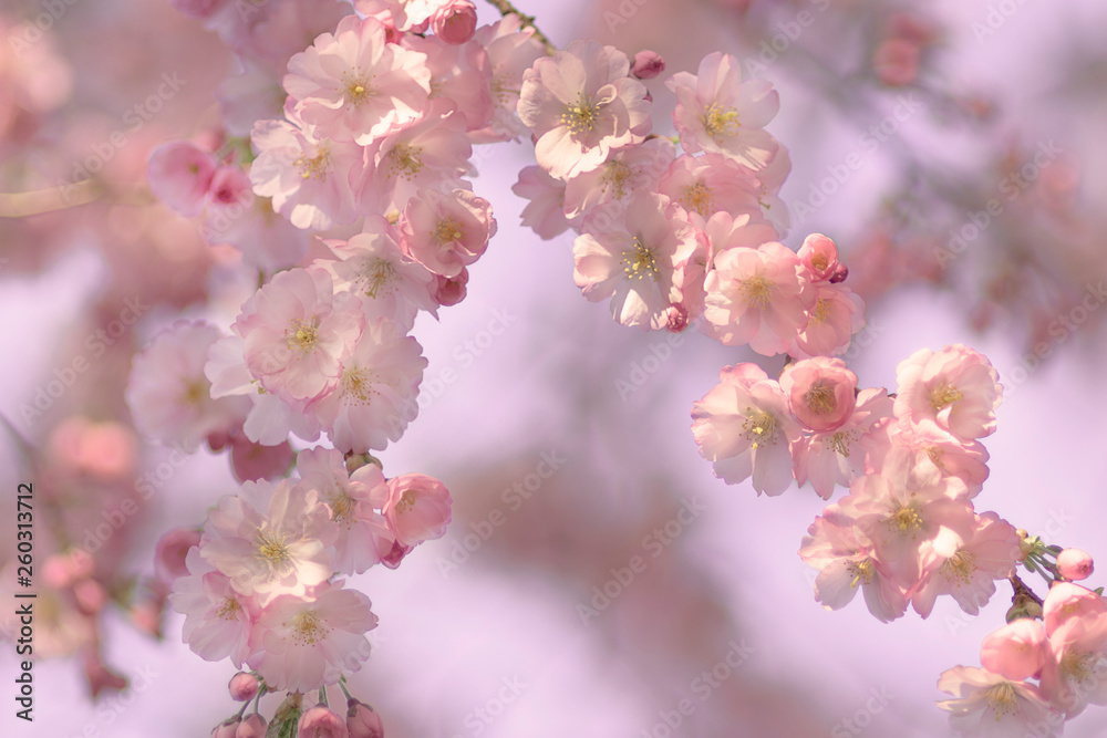 Zierkirsche, Blüten, romantisch, Hintergrund Zierkirsche, Blüten, romantisch, Hintergrund