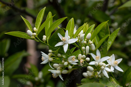 Vászonkép orange tree branch and blossoms. close up flower photo
