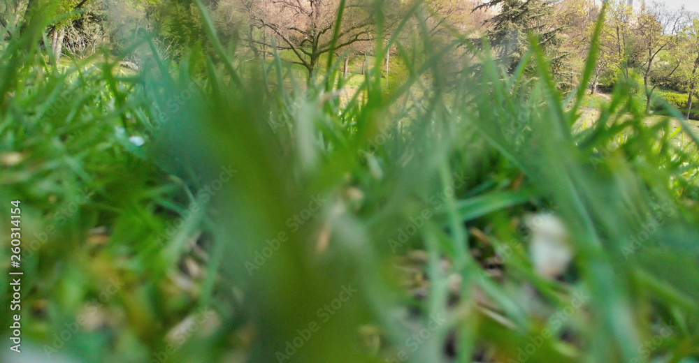 View of grass from ground level View of grass from ground level