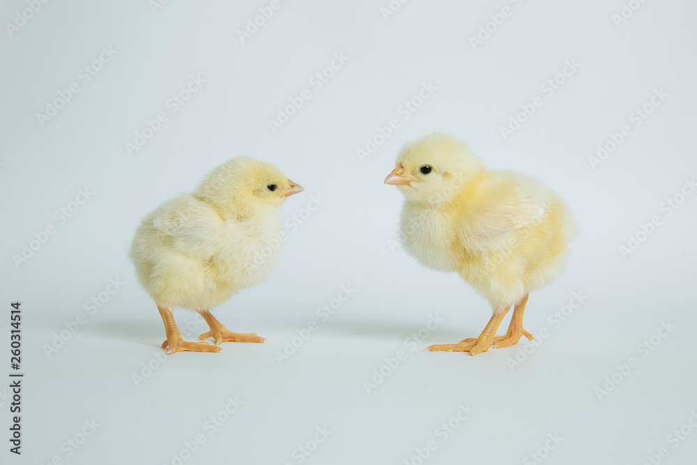 yellow chickens on white background