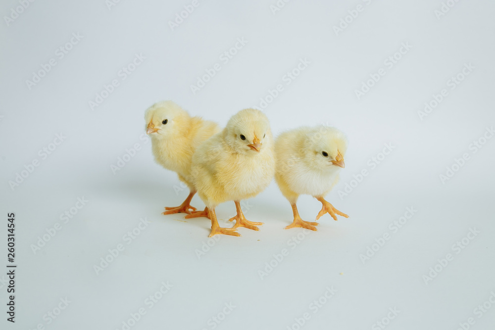 Fototapeta premium yellow chickens on white background