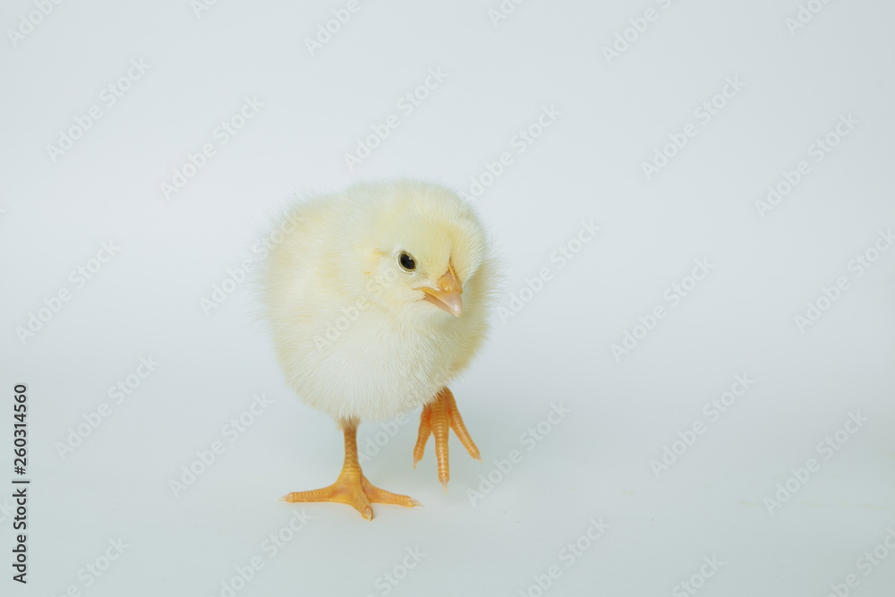 yellow chickens on white background yellow chickens on white background