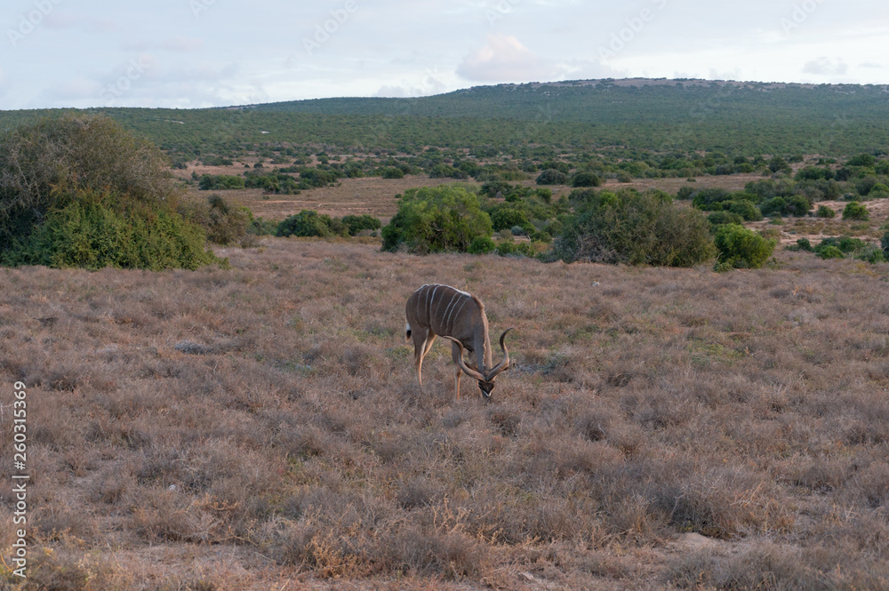 Male kudu antelope with spiral horns grazing in the wild Male kudu antelope with spiral horns grazing in the wild