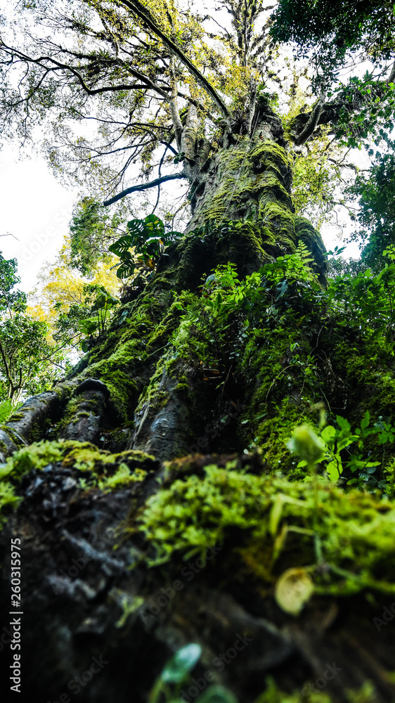 Obraz premium Boquete Giant Tree 