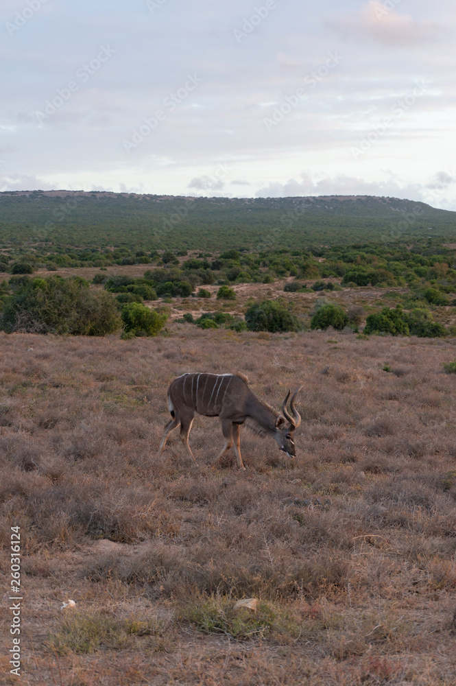 Male kudu antelope with spiral horns grazing in the wild