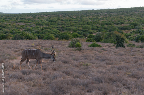 Male kudu antelope with spiral horns walking in the wild