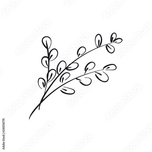 Willow catkins branch hand drawn vector illustration photo