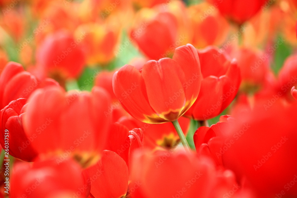 Close up red and orange tulip in the field.Selective focus,for the background. Close up red and orange tulip in the field.Selective focus,for the background.