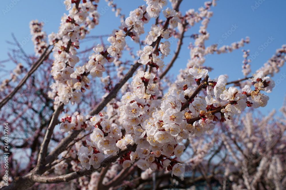 Apricot flower park Apricot flower park
