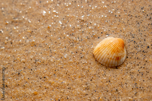 The orange shell is placed on the sand that looks like a gem.