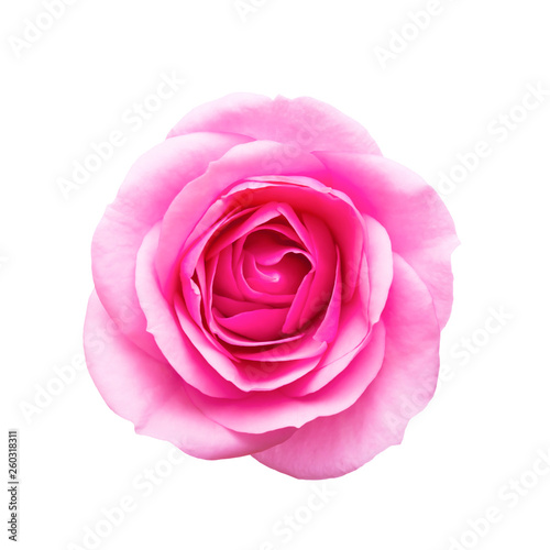 Beautiful Rose Flower Bud Isolated on White Background
