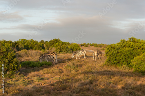 African zebras grazing in the wild in Africa
