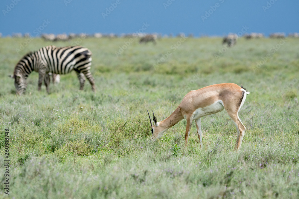 Fototapeta premium Impala in Serengeti national park