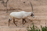 Arabian or White Oryx (Oryx leucoryx) walks along the desert in the United Arab Emirates),