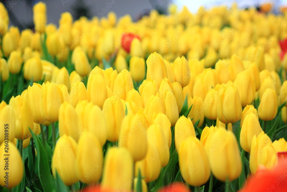 Close up yellow tulip in the field.Selective focus.For background. Close up yellow tulip in the field.Selective focus.For background.