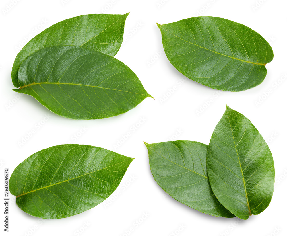 Naklejka premium Nut leaves Clipping Path