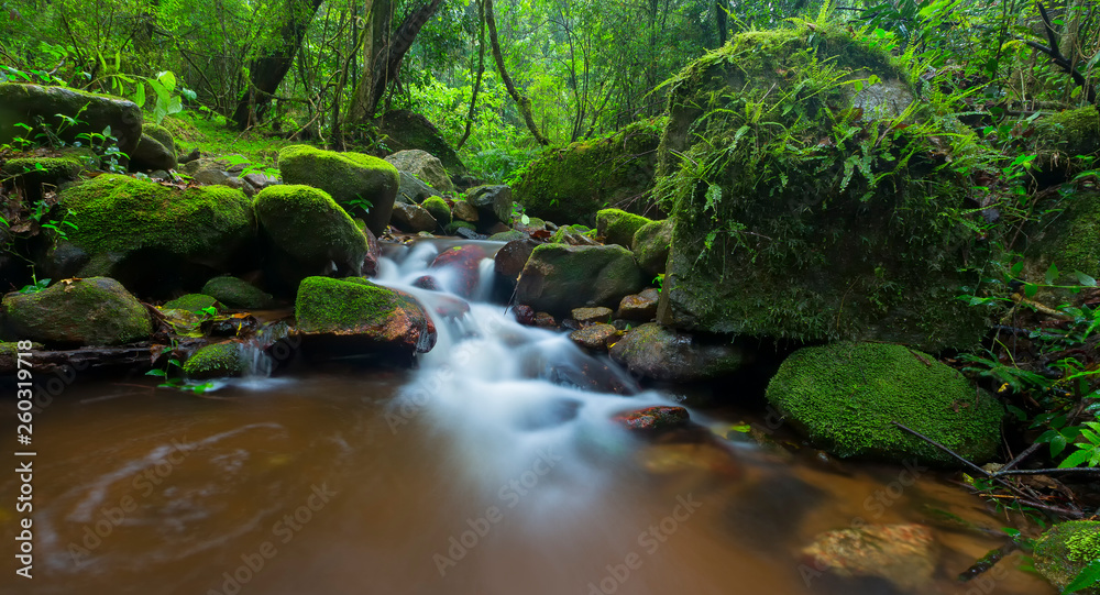 Small stream in forest flowing through moss and fern covered rocks Small stream in forest flowing through moss and fern covered rocks