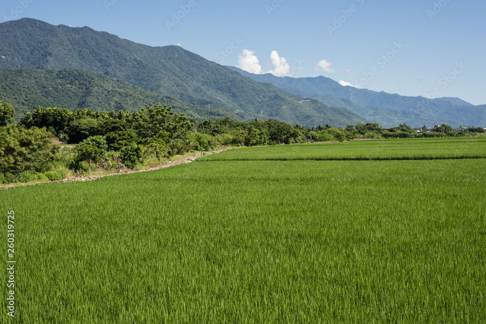 green paddy farm