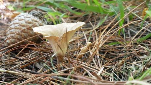 funnel mushrooms (Clitocybe gibba and Clitocybe costata) saprotrophic edible mushroom. Mushrooming, looking for wild fungus. Picking Mushrooms in the woods photo