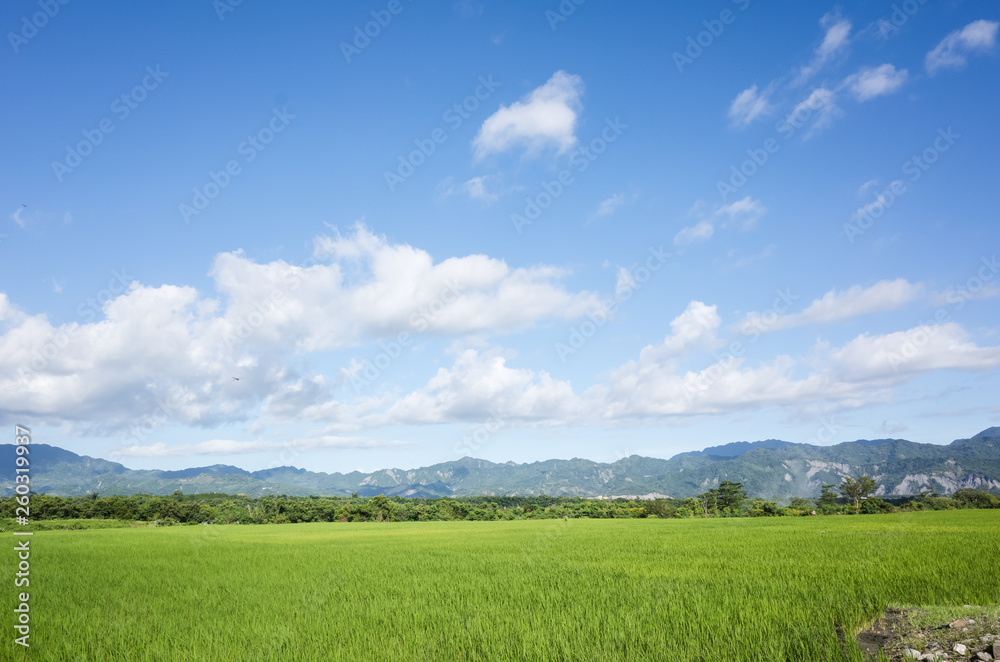 green paddy farm