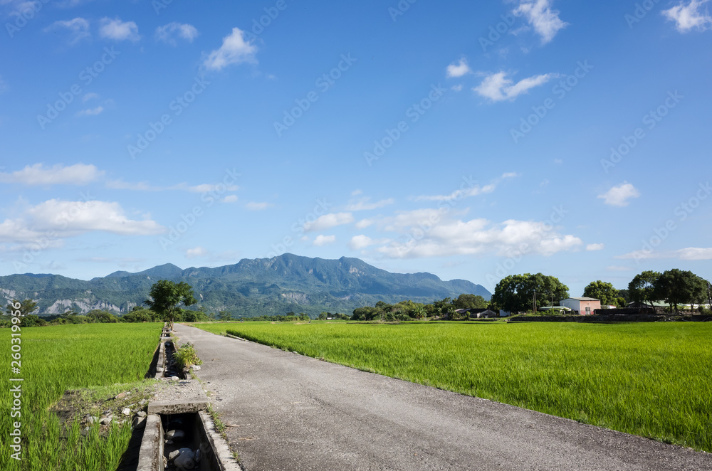 Fototapeta premium road on the farm