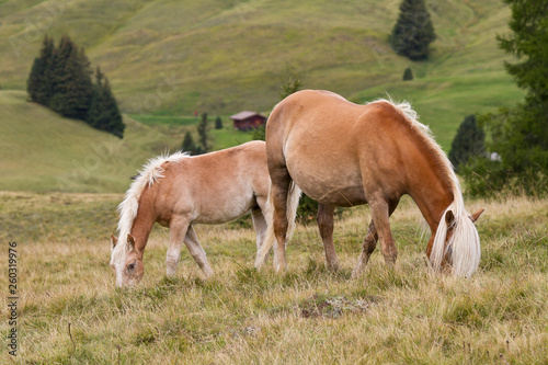 Seiseralm Alp de Siusi