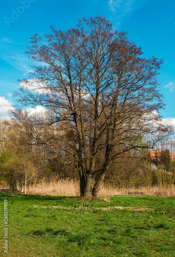 Großer Baum auf einer Wiese im Frühling