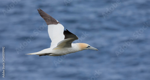 Lone northern gannet gliding on the wind along a cliff on Shetland Islands