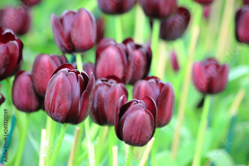 Close up purple dark or call Queen of Night' this fantastic variety has beautiful dark purple petals which can sometimes appear black in certain lights. in tulip field.Thailand.