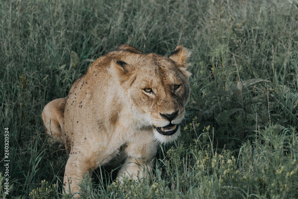 Fototapeta premium Lion in Serengeti