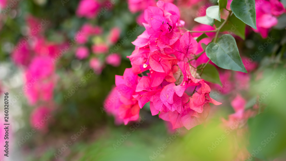 purple bougainvillea flowers