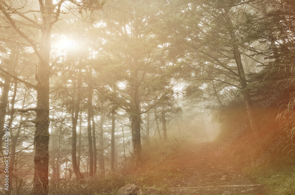 Fototapeta premium path on forest