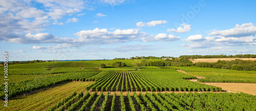Panorama dans les vigne en Pays de la Loire
