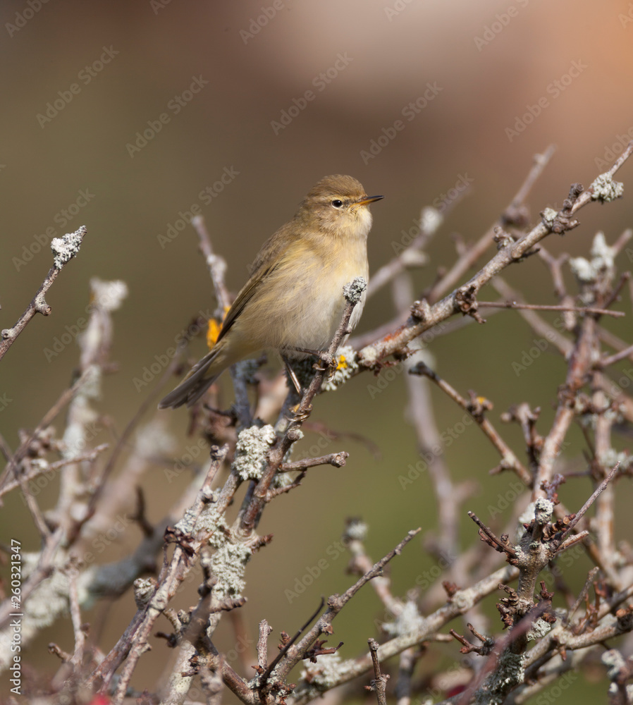 Chiffchaff Chiffchaff