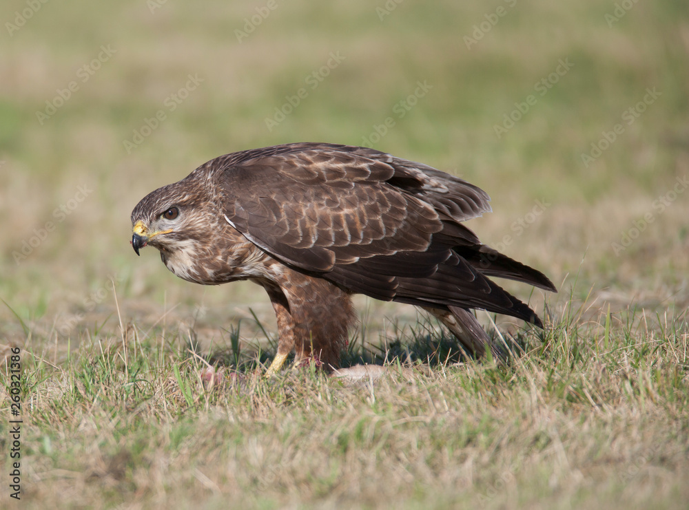 Buzzard
