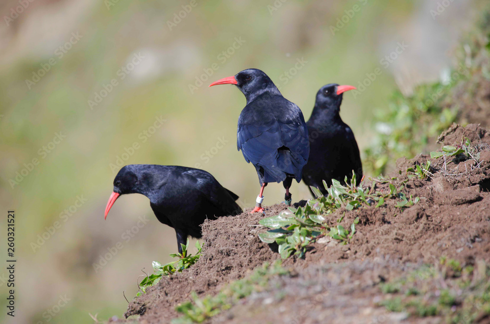 Red Billed Chough Red Billed Chough