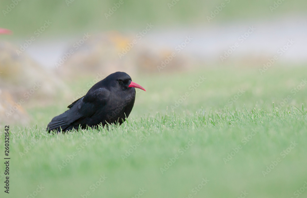 Red Billed Chough Red Billed Chough