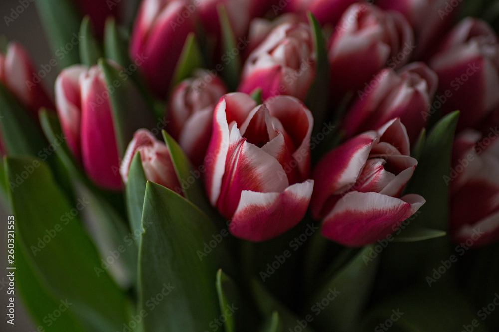 A bouquet of spring beautiful flowers. Fresh stripped pink and white bright tulips. Flowers background. Top view. A bouquet of spring beautiful flowers. Fresh stripped pink and white bright tulips. Flowers background. Top view.